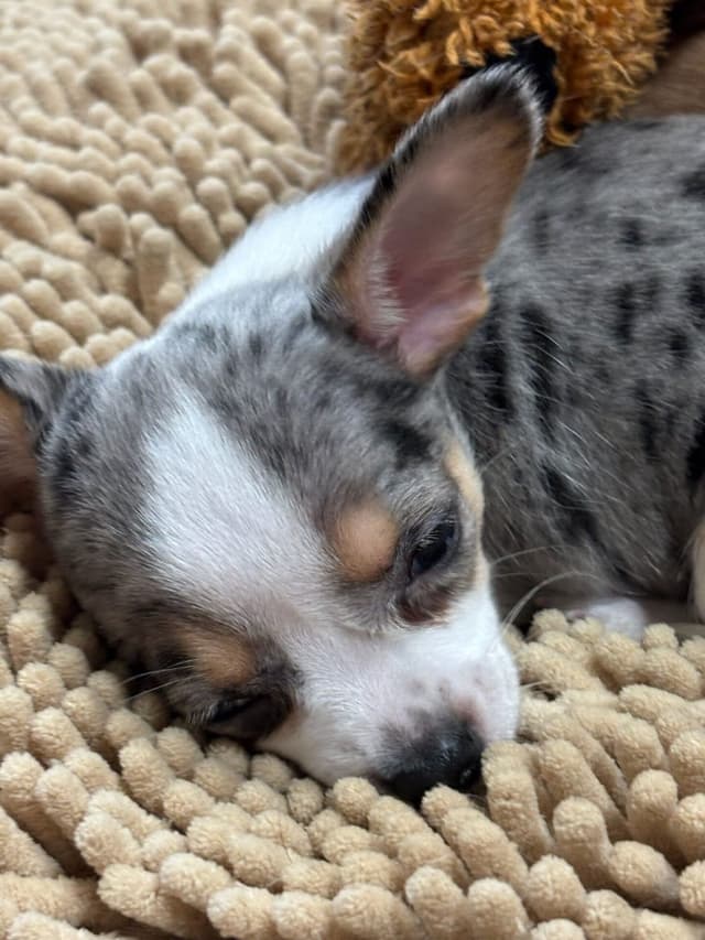 Chihuahua Puppies media 17