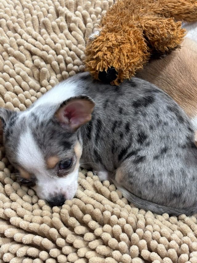 Chihuahua Puppies media 18