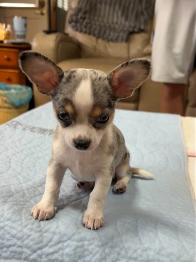 Chihuahua Puppies media 19