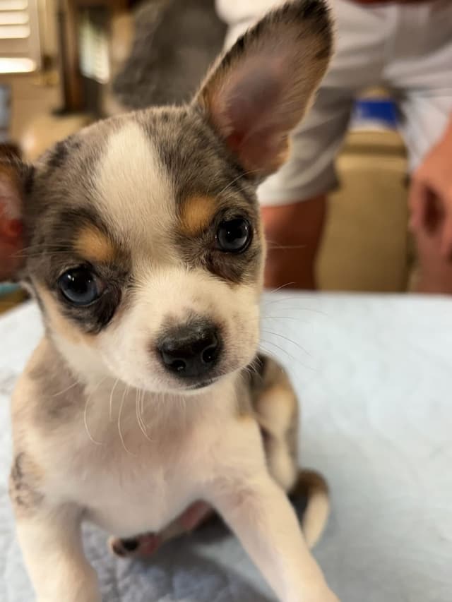 Chihuahua Puppies media 20