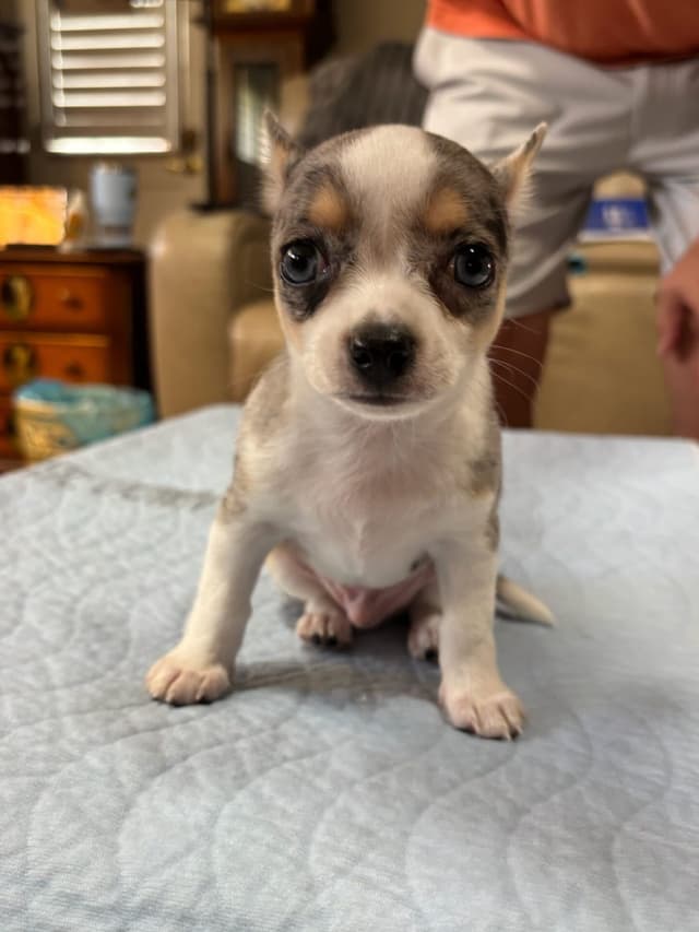 Chihuahua Puppies media 22
