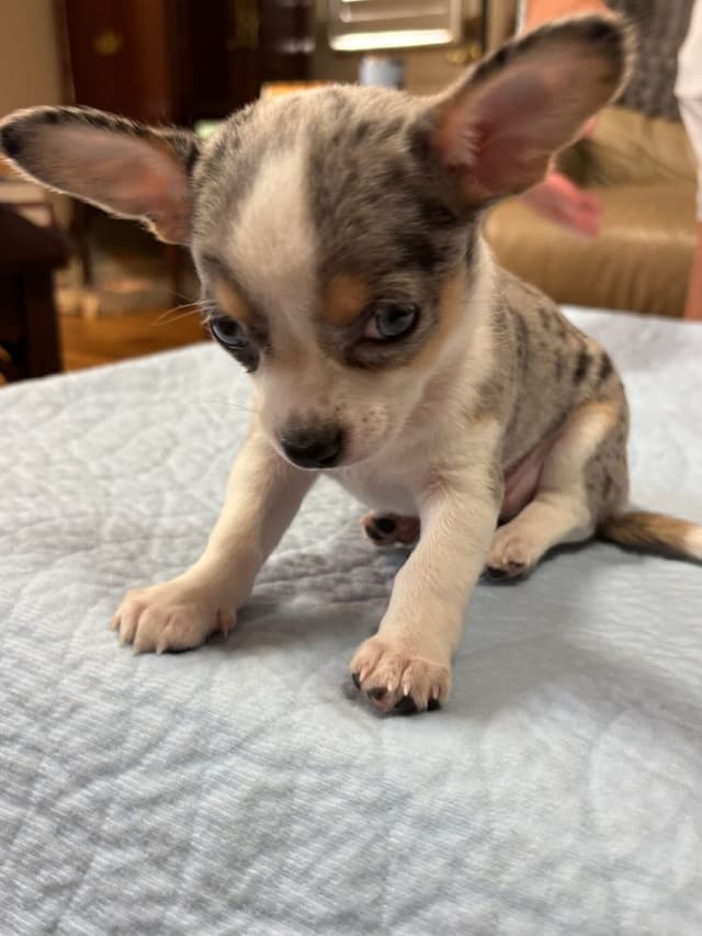 Chihuahua Puppies media 23
