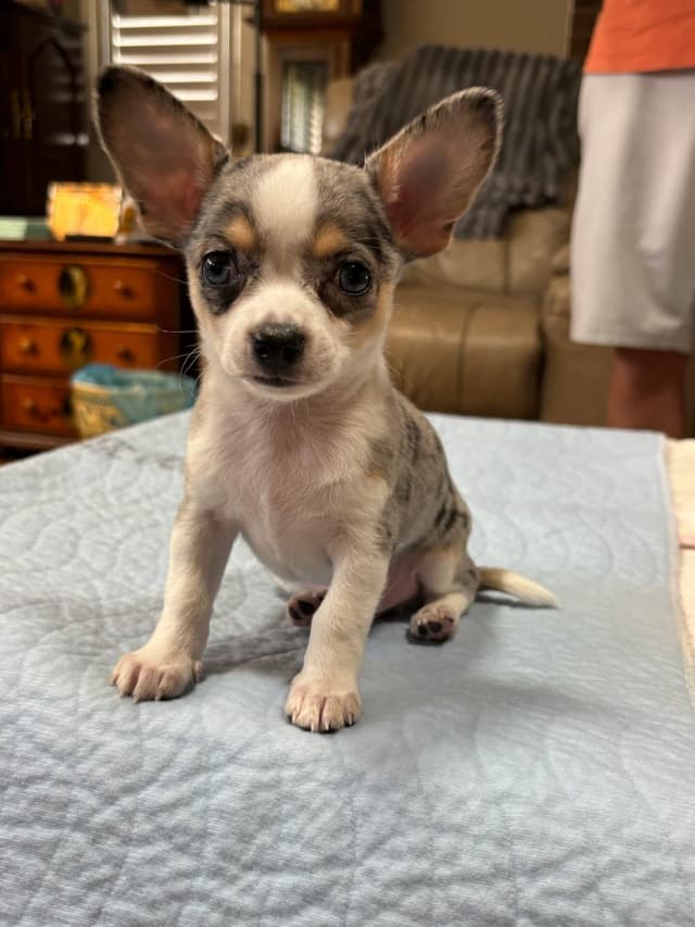 Chihuahua Puppies media 24