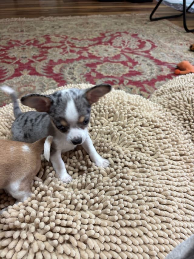Chihuahua Puppies media 25