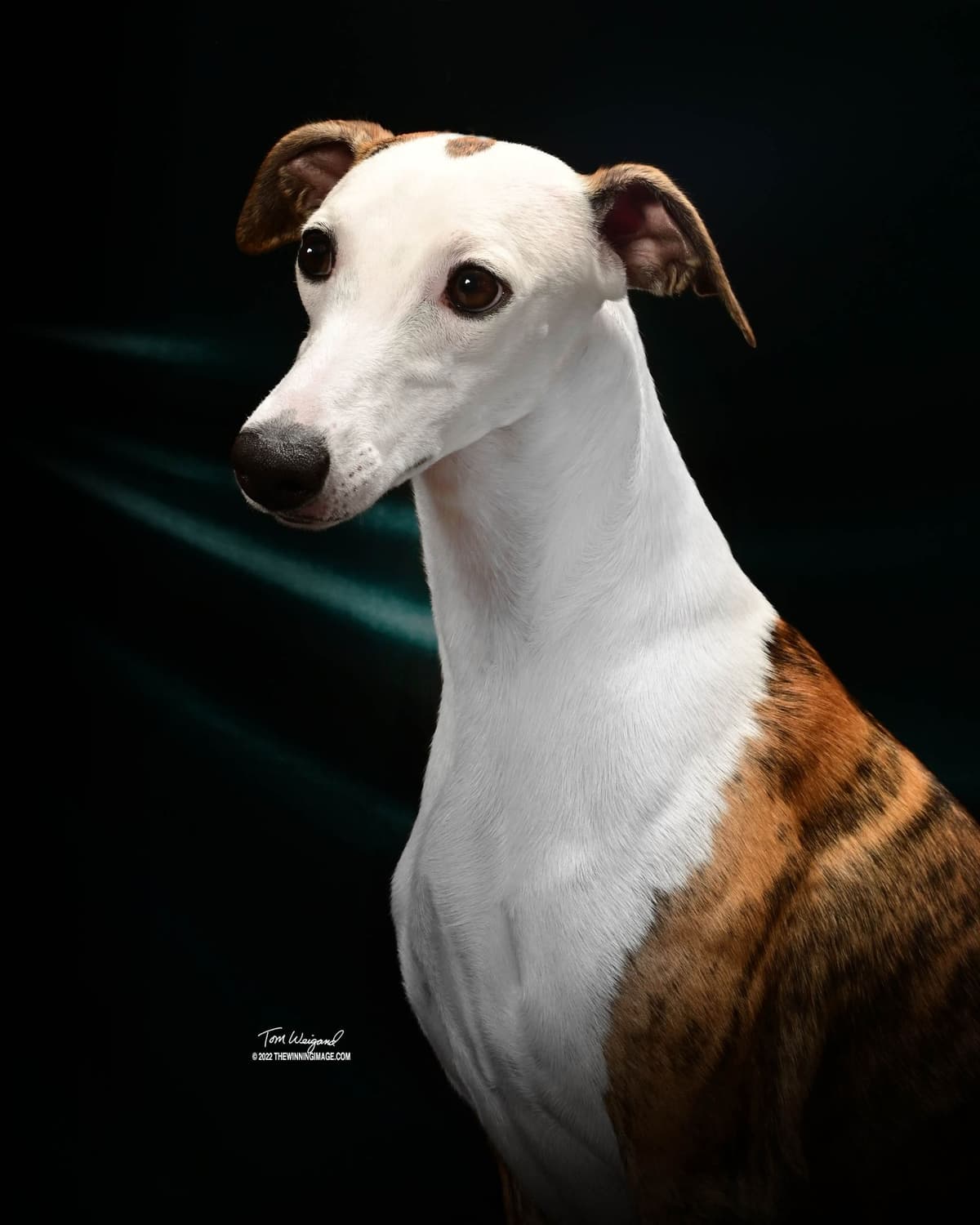 Whippet Puppies breeder image 2