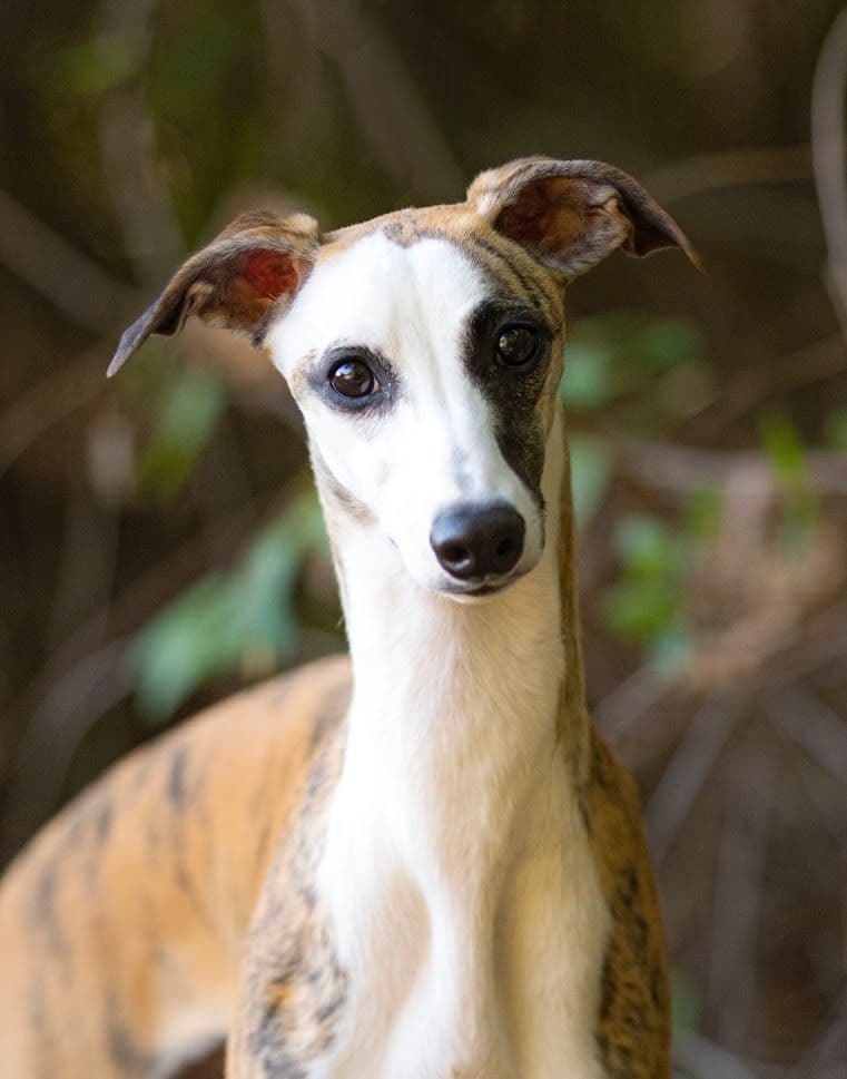 Whippet Puppies breeder image 3