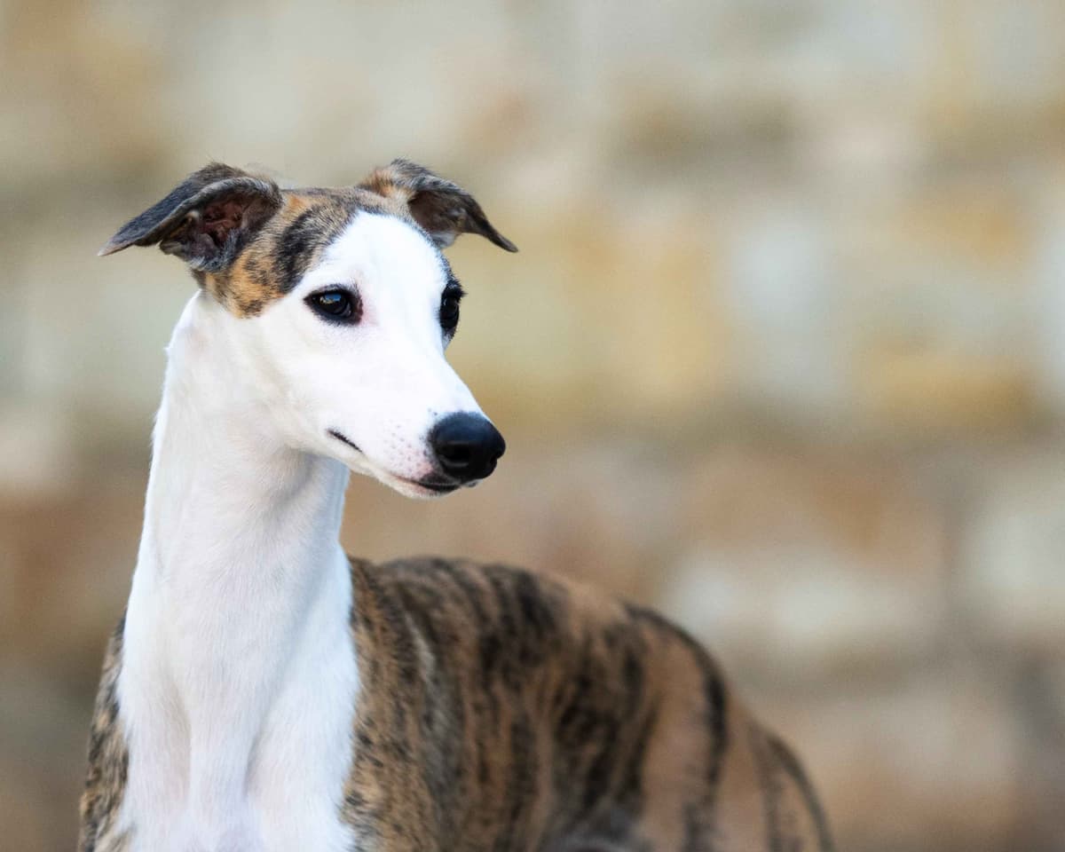 Whippet Puppies breeder image 4