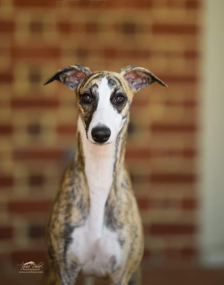 Whippet Puppies breeder image 5