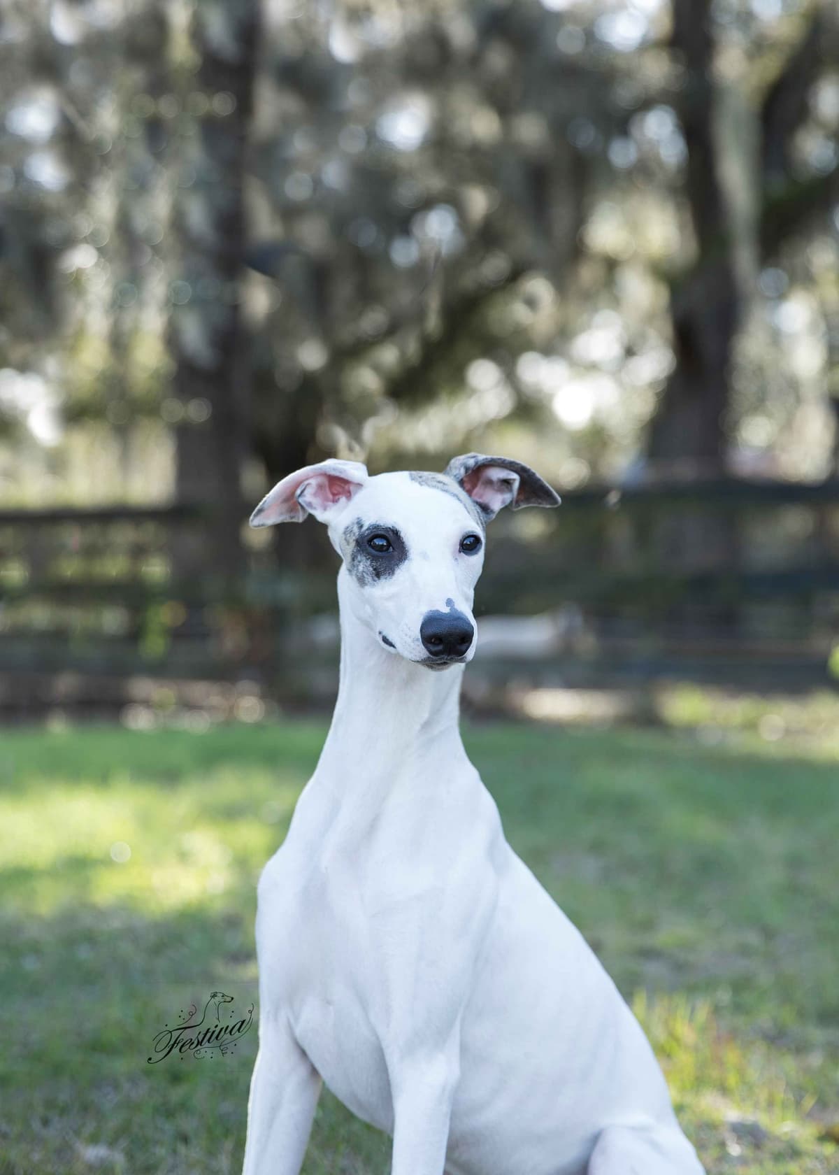 Whippet Puppies breeder image 6