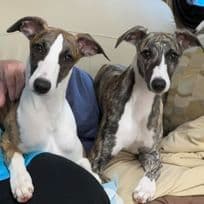 Whippet Puppies breeder image 7