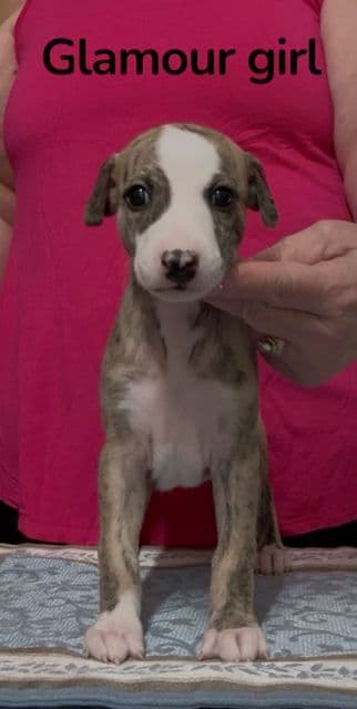 Whippet Puppies media 3