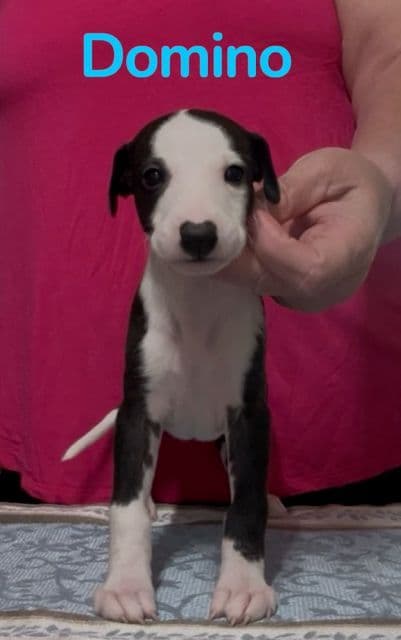 Whippet Puppies media 4