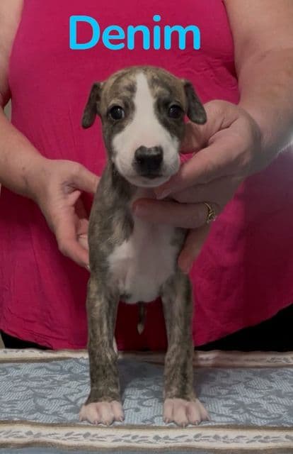 Whippet Puppies media 5
