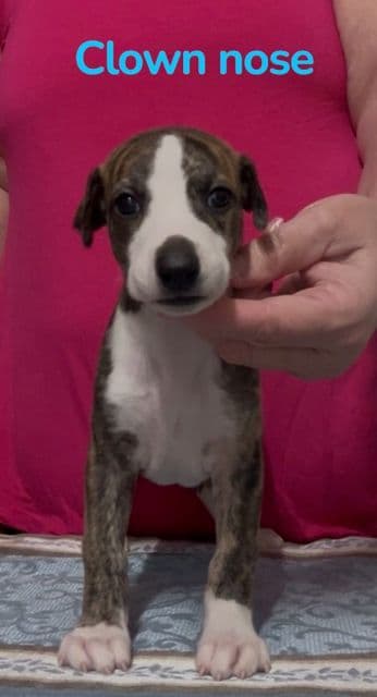 Whippet Puppies media 6