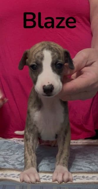 Whippet Puppies media 7