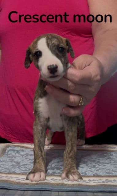 Whippet Puppies media 8