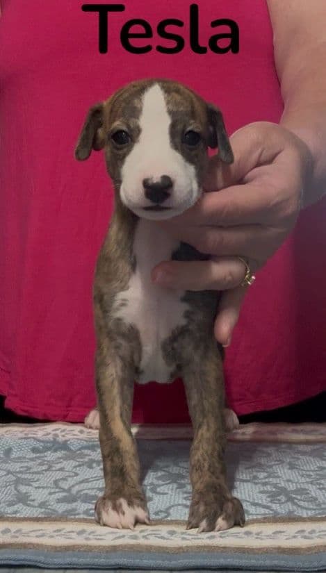 Whippet Puppies media 9