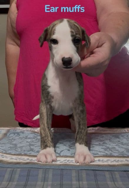 Whippet Puppies media 10