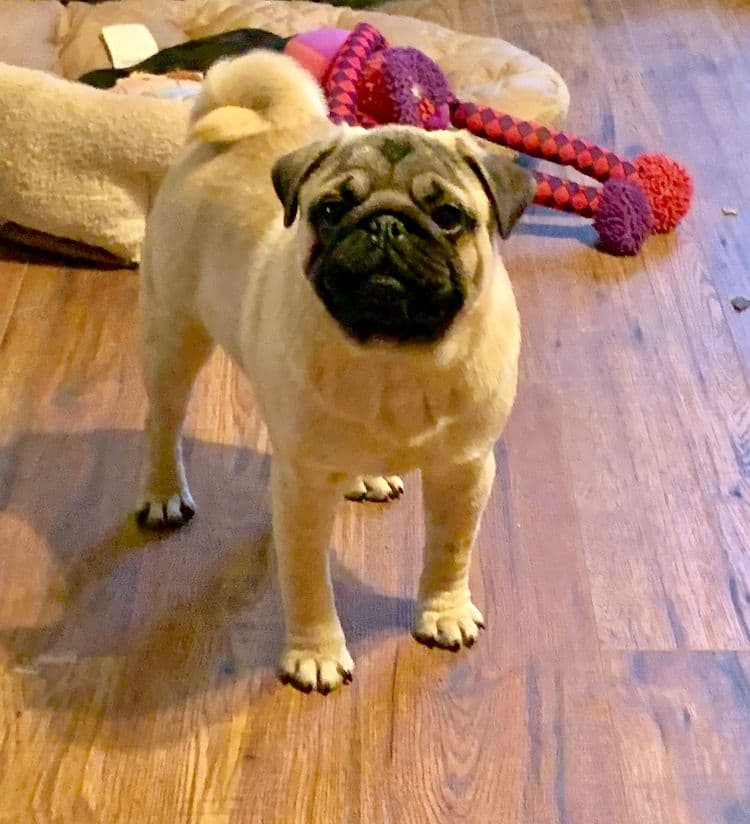 Pug Puppies breeder image 3