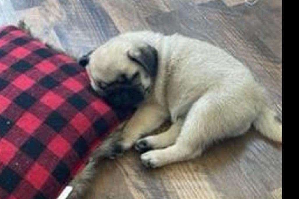 Pug Puppies breeder image 4