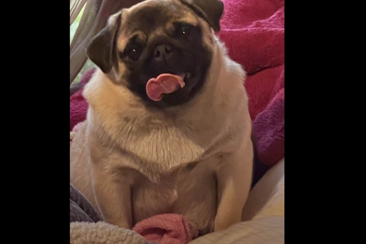Pug Puppies breeder image 5