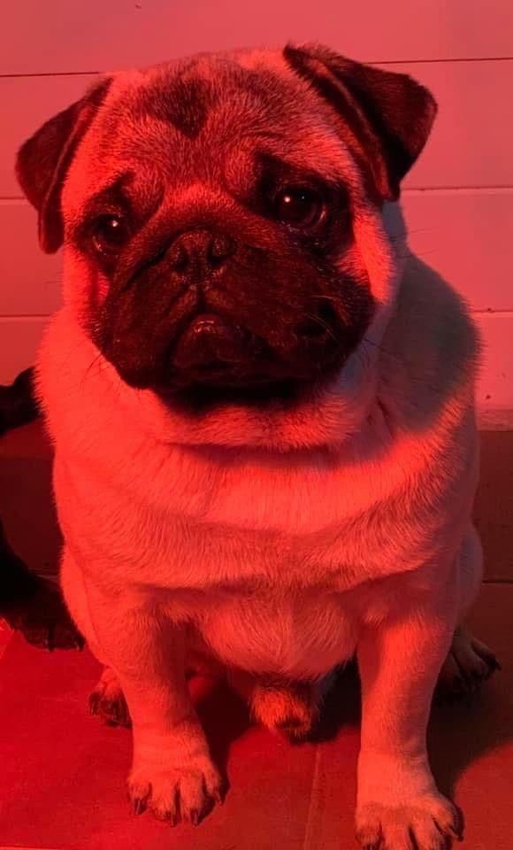 Pug Puppies breeder image 6