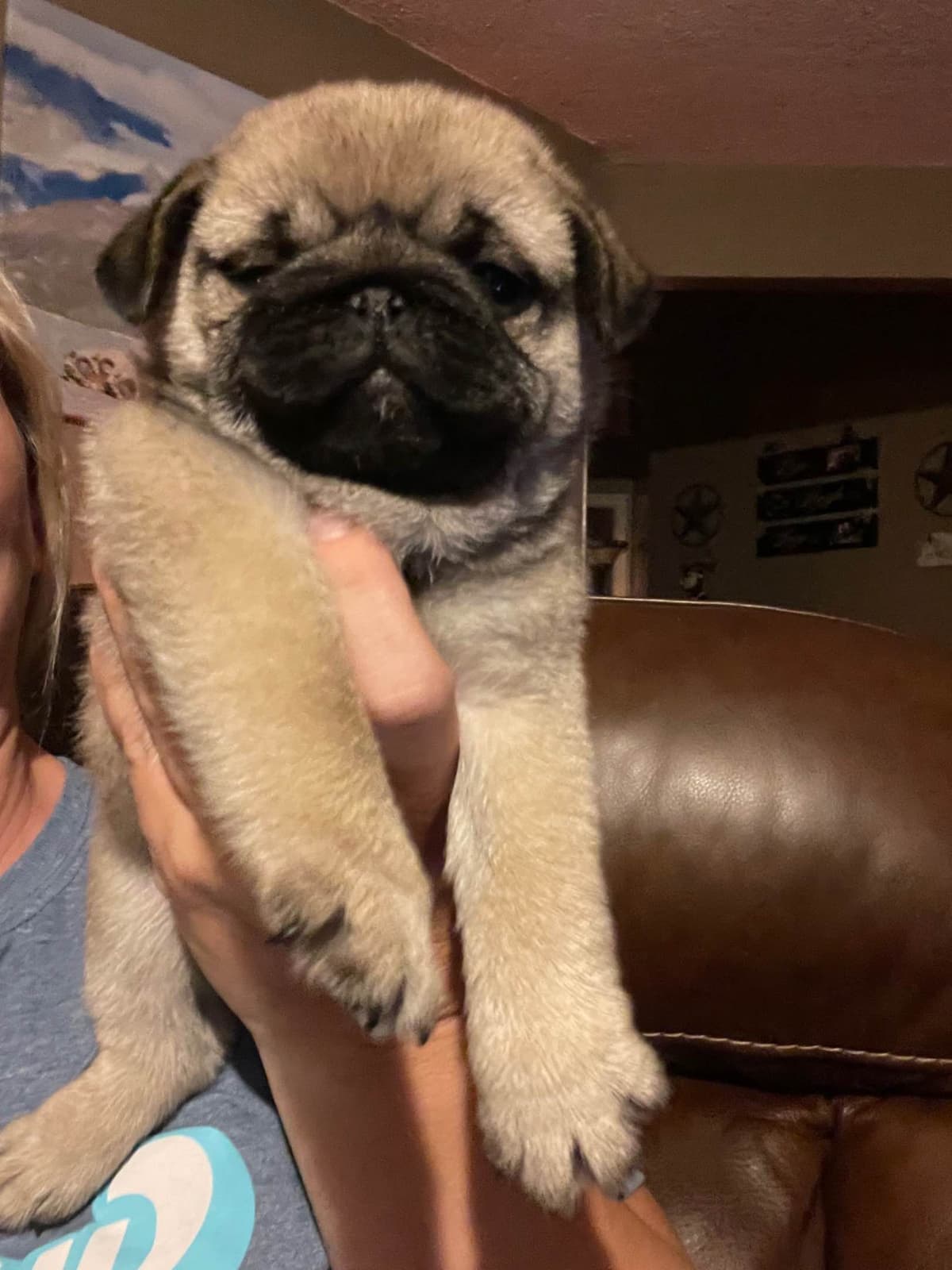 Pug Puppies breeder image 8