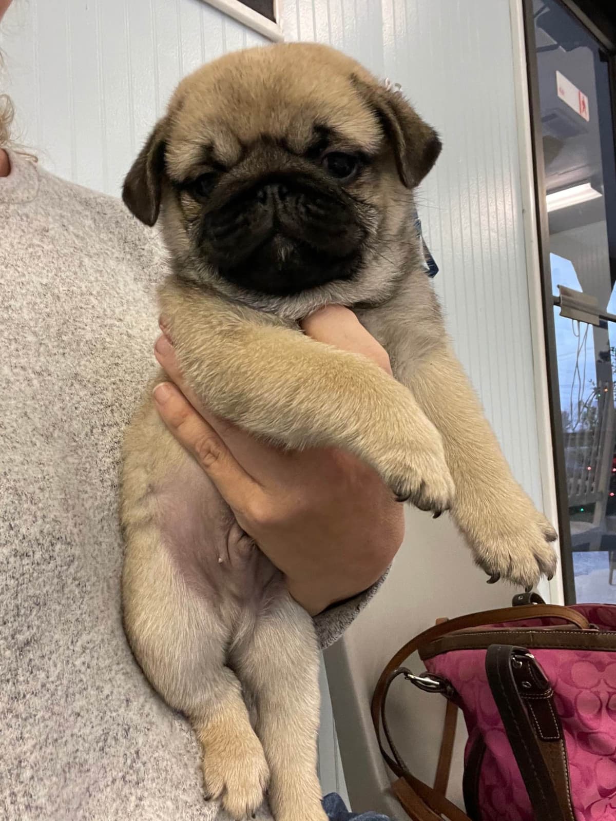 Pug Puppies breeder image 2
