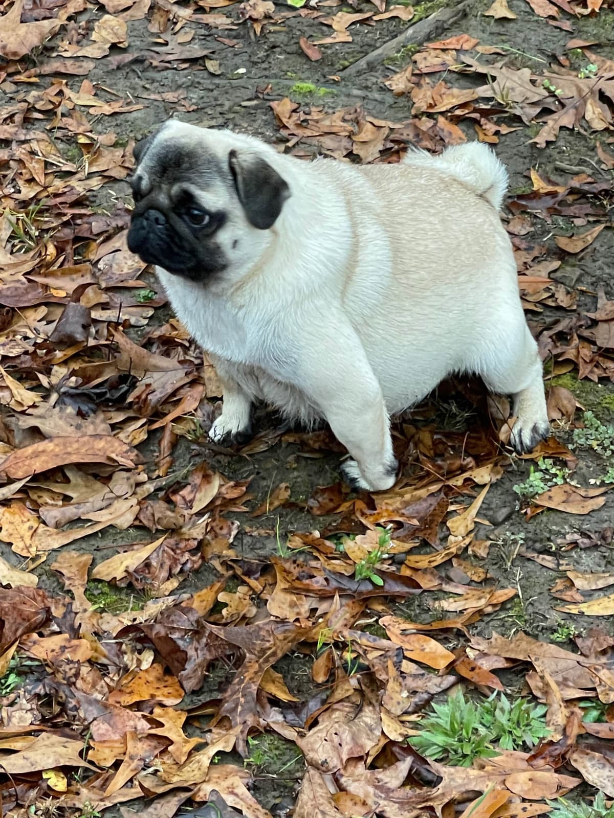 Pug Puppies breeder image 9