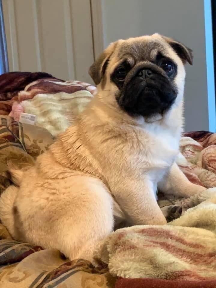 Pug Puppies breeder image 10