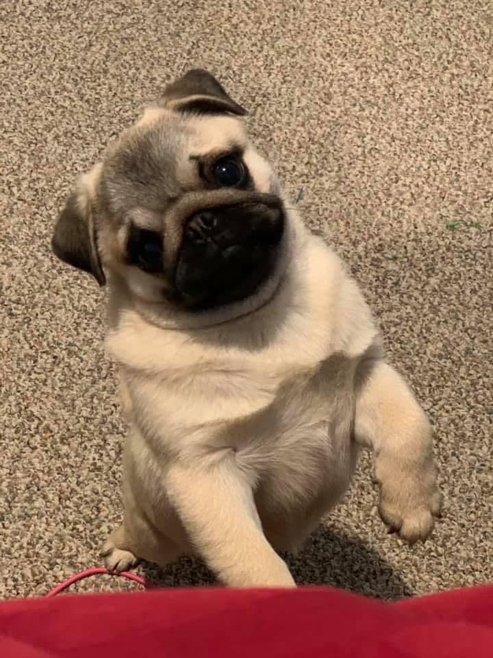 Pug Puppies breeder image 11