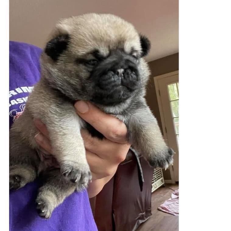 Pug Puppies breeder image 12