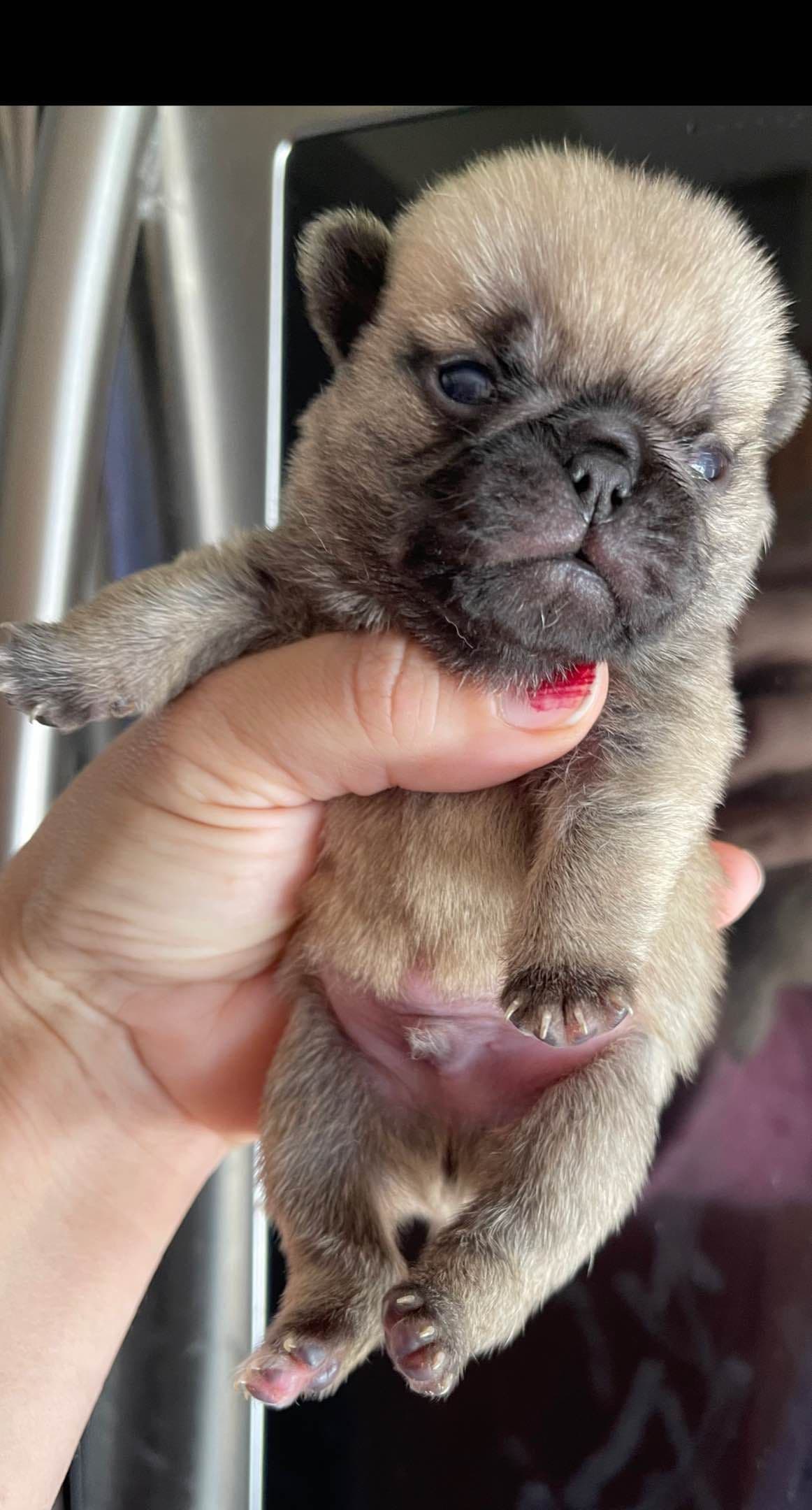 Pug Puppies breeder image 1