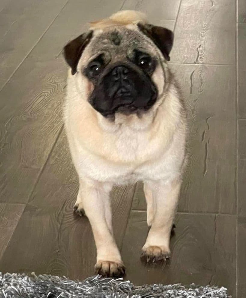 Pug Puppies breeder image 13