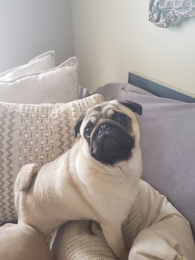 Pug Puppies media 5