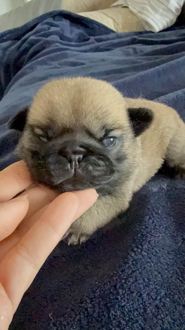 Pug Puppies media 7