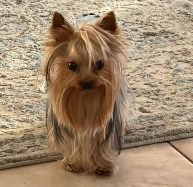 Yorkshire Terrier Puppies media 2