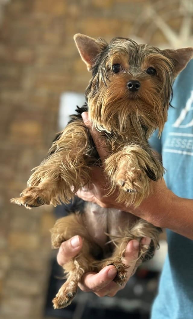 Yorkshire Terrier Puppies media 3