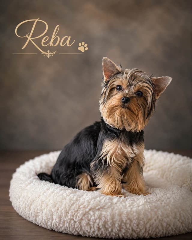 Yorkshire Terrier Puppies media 5