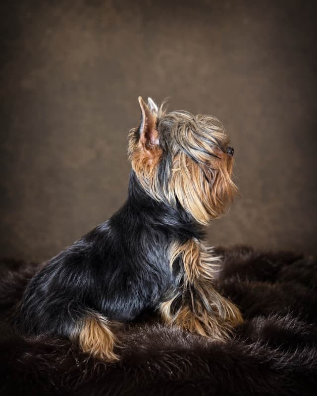 Yorkshire Terrier Puppies media 6
