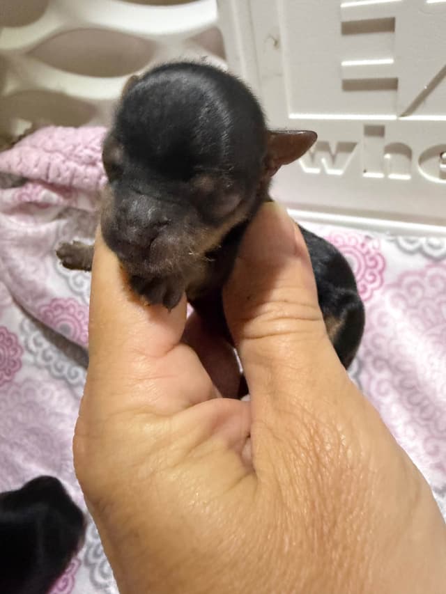 Yorkshire Terrier Puppies media 7