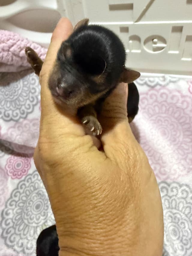 Yorkshire Terrier Puppies media 8