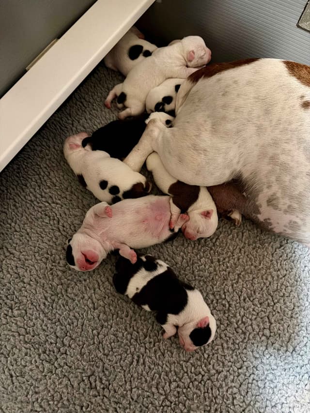 Staffordshire Bull Terrier Puppies media 3
