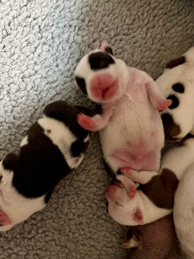 Staffordshire Bull Terrier Puppies media 4
