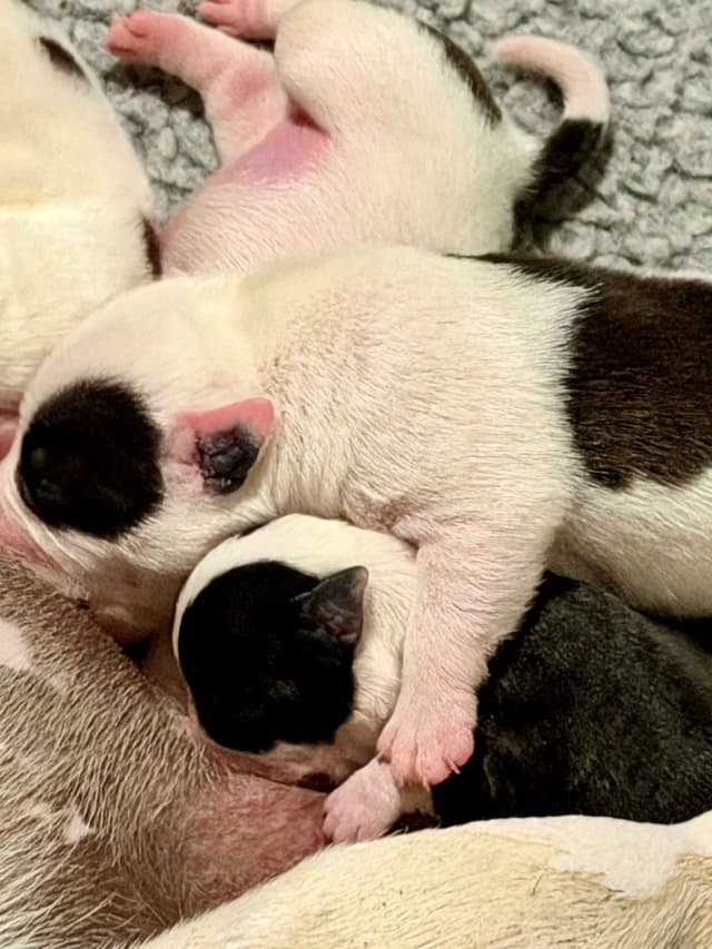 Staffordshire Bull Terrier Puppies media 5