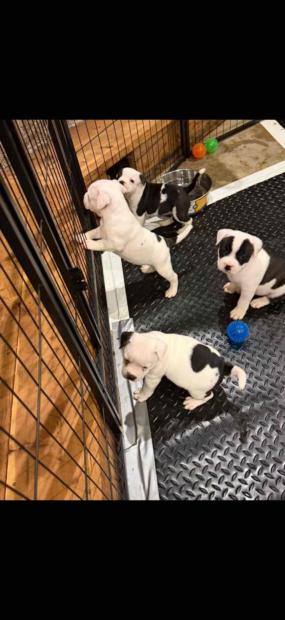 Staffordshire Bull Terrier Puppies breeder image 1