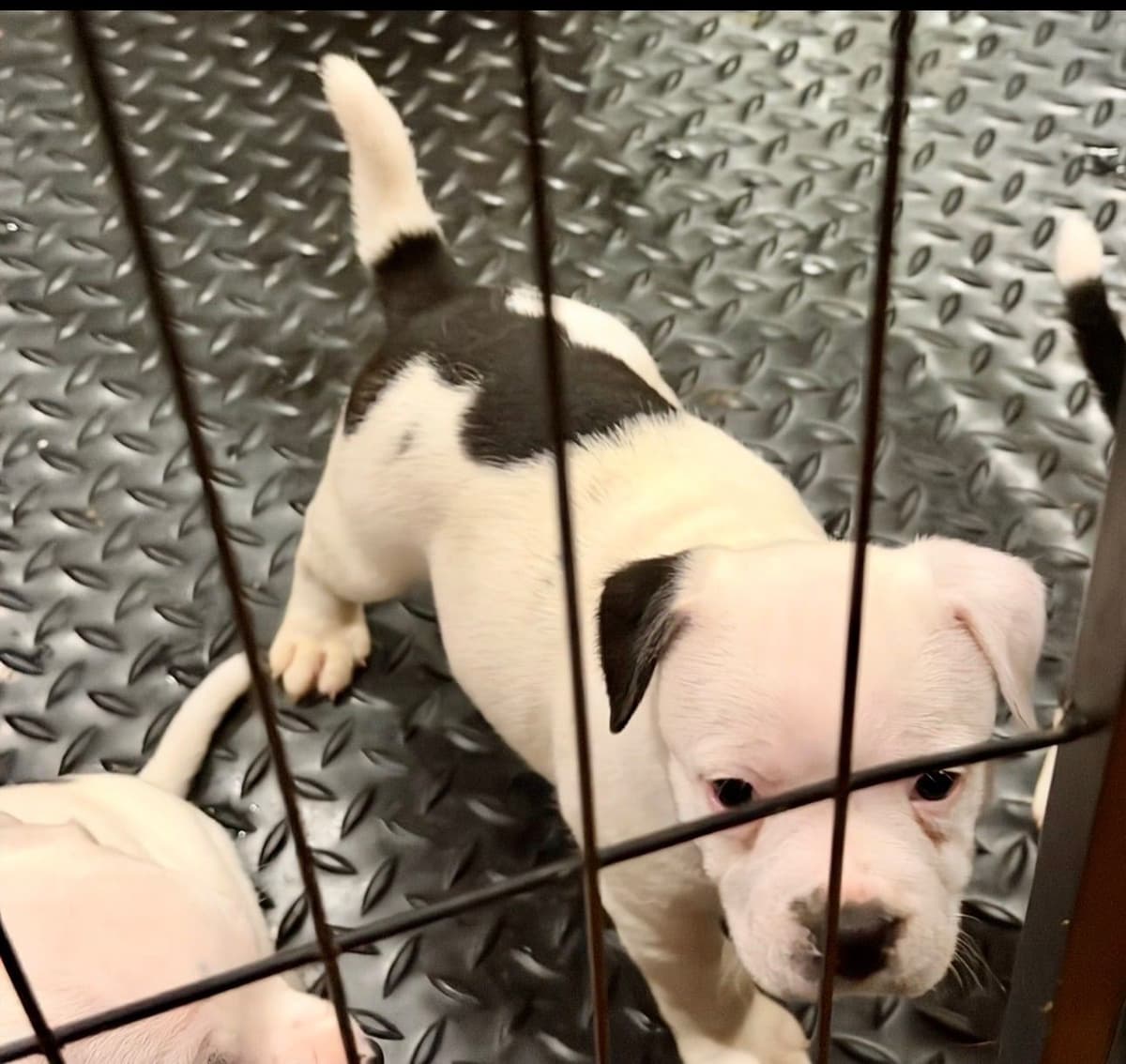 Staffordshire Bull Terrier Puppies breeder image 3