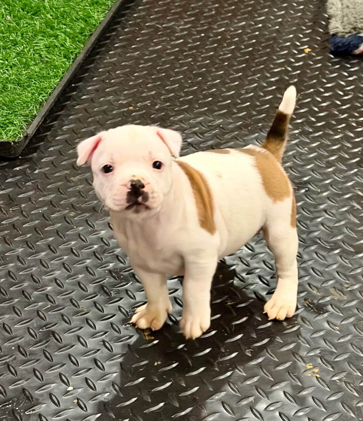 Staffordshire Bull Terrier Puppies breeder image 4
