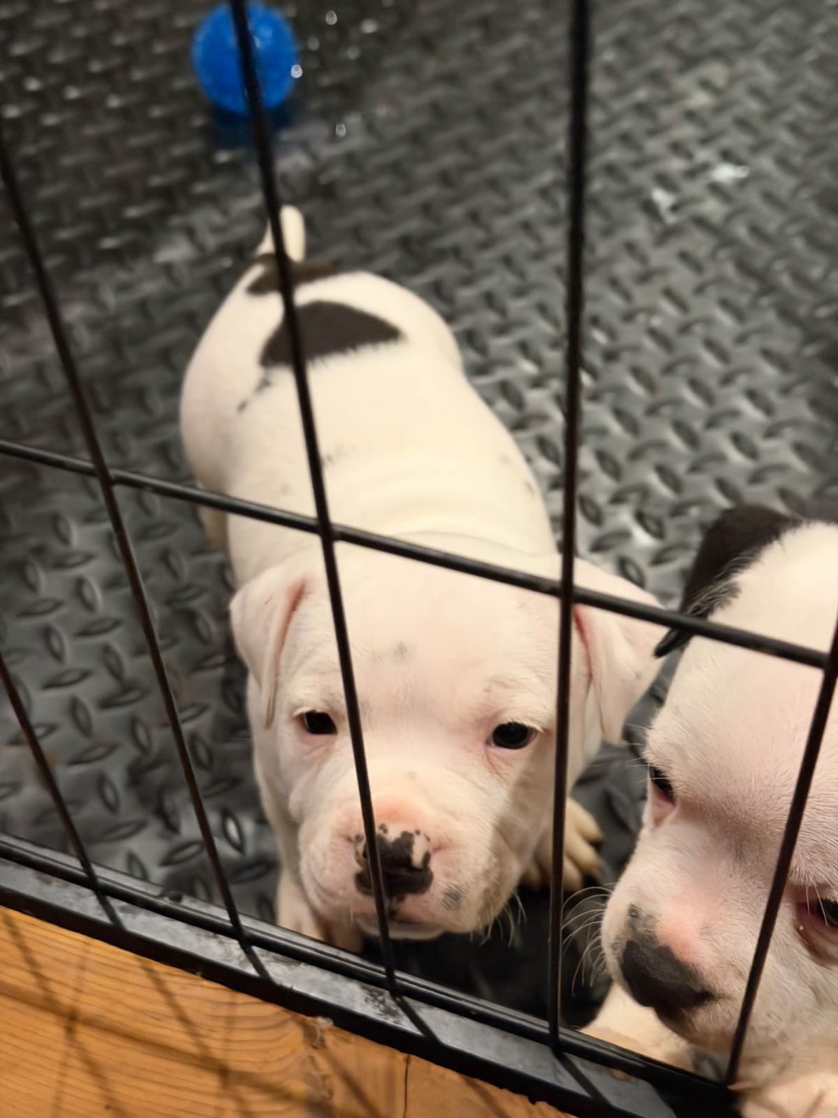 Staffordshire Bull Terrier Puppies breeder image 7