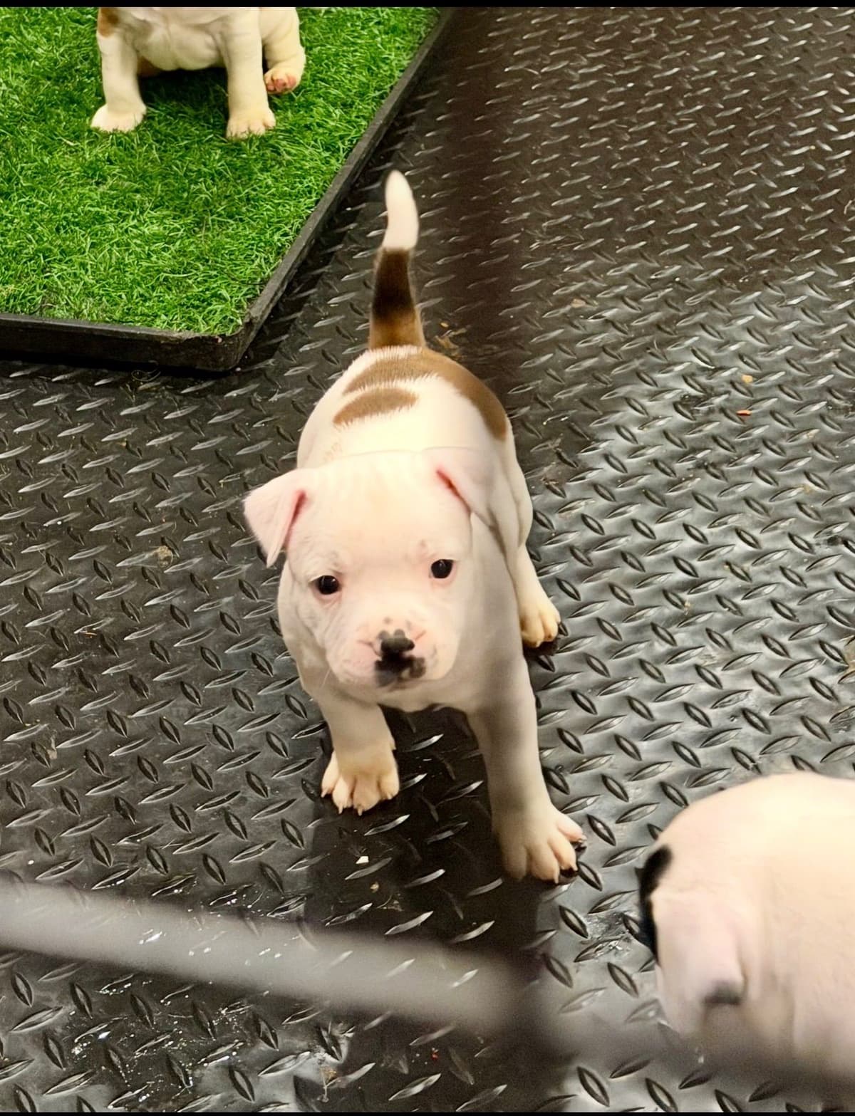 Staffordshire Bull Terrier Puppies breeder image 6